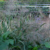 Panicum virgatum 'Dallas Blues',  Blue switch grass, Panic grass
