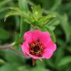 Potentilla nepalensis ; 