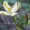 Triteleia ixioides; Prettyface