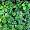 Pachysandra procumbens; Allegheny spurge