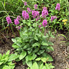 Stachys monieri  'Hummelo', Alpine betony