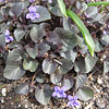 Viola labradorica; Alpine violet, Labrador violet