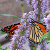 Agastache foeniculum; Anise hyssop