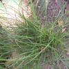 Carex appalachica; Appalachian sedge