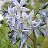 Amsonia hubrichtii; Hubricht's bluestar, Arkansas bluestar