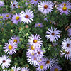 Symphyotrichum oblongifolium 'October Skies', Aromatic aster