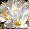 Crocus pulchellus 'Zephyr', Autumn crocus