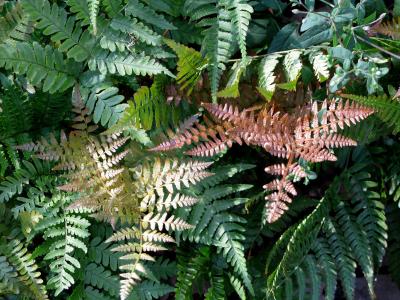 autumn brilliance fern