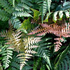 Dryopteris erythrosora ; Autumn fern, Japanese shield fern
