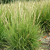 Sesleria autumnalis, Autumn moor grass