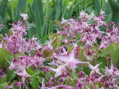 Bishop's hat, Fairy wings, Barrenwort