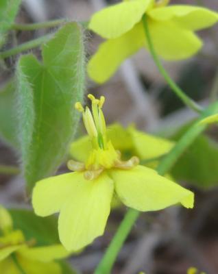 Barrenwort, Fairy wings Detail