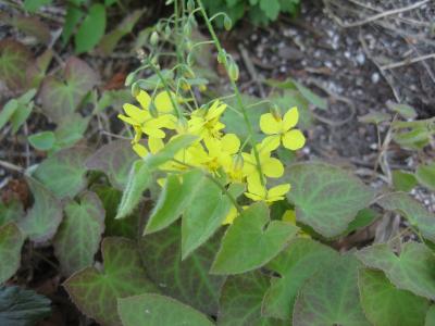 Barrenwort, Fairy wings