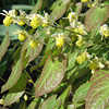 Epimedium x versicolor ; Barrenwort, Bishop's hat