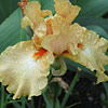 Iris germanica  'Depth of Field', Bearded iris