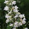 Penstemon digitalis; Beardtongue