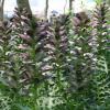 Acanthus spinosus; Bear's breeches