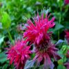 Beebalm, Bergamot, Oswego Tea Detail