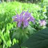 Monarda  'Pawnee', Beebalm, Bergamot, Oswego Tea