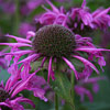 Beebalm, Bergamot Detail