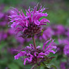 Monarda  'Scorpion', Beebalm, Bergamot