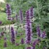 Agastache 'Black Adder ', Black Adder hyssop