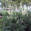 Actaea racemosa, Black cohosh, Black bugbane, Fairy candle