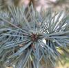 Cedrus atlantica; Blue atlas cedar