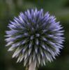 Echinops bannaticus  'Blue Glow', Blue globe thistle