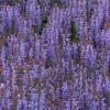 Salvia x sylvestris 'Blauhugel (Blue Hill)', Blue sage
