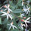 Porteranthus trifoliatus (Gillenia trifoliata); Bowman's root, Indian physic