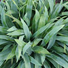 Carex platyphylla; Broadleaf sedge, Silver sedge