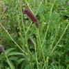 Sanguisorba tennuifolia ; Burnet