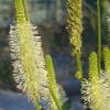 Sanguisorba canadensis; Canadian burnet
