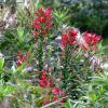 Lobelia cardinalis; Cardinal flower
