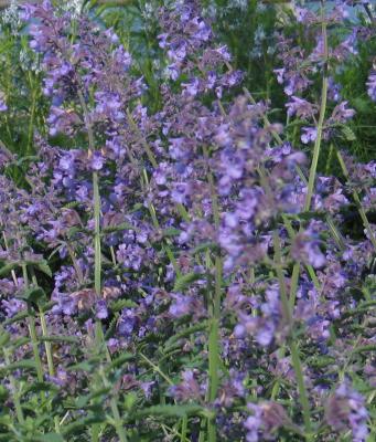 Pictures Of Catmint