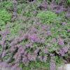 Nepeta racemosa 'Walker's Low', Catmint