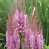 Astilbe chinensis 'Visions in Pink', False spirea, Chinese astilbe