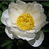 Paeonia lactiflora; Chinese peony