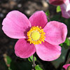 Anemone hupehensis; Chinese anemone