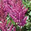 Astilbe chinensis 'Visions in Red', False spirea, Chinese astilbe