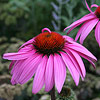 Echinacea purpurea 'Leuchstern', Coneflower 