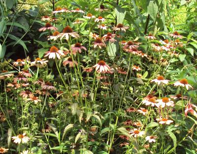 Coneflower