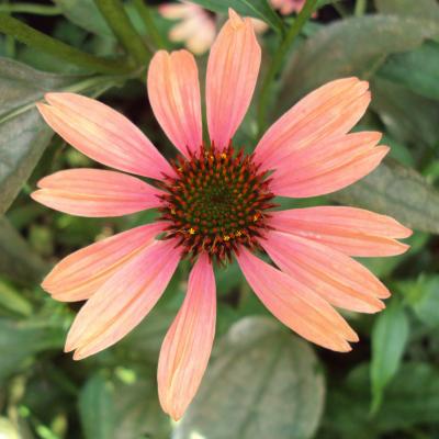 Coneflower Detail