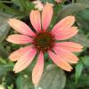 Echinacea  'Big Sky Sundown', Coneflower
