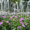 Geranium x oxonianum; Cranesbill