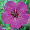 Geranium ; Cranesbill