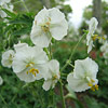 Geranium phaeum ; Cranesbill
