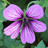 Geranium ; Cranesbill
