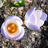 Crocus chrysanthus 'Blue Pearl', Snow crocus